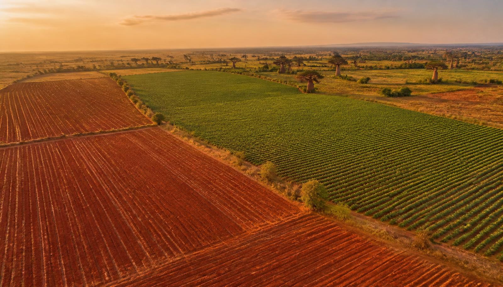 Campos agrícolas em Angola ao pôr do sol